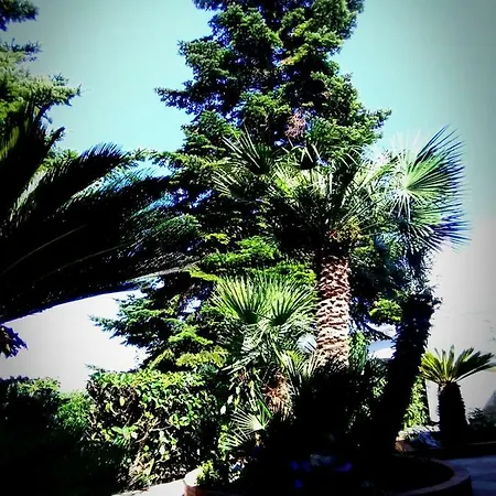 Cycas * Cisternino