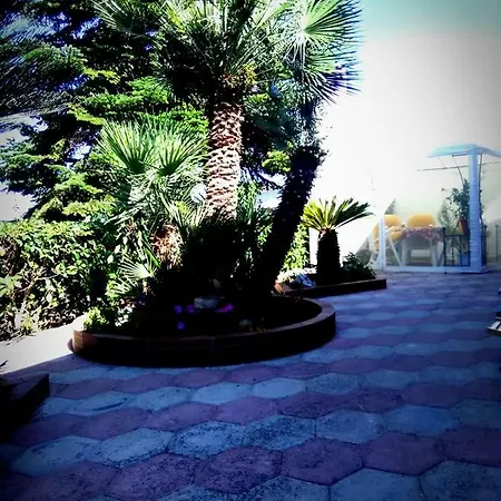 Cycas Cisternino