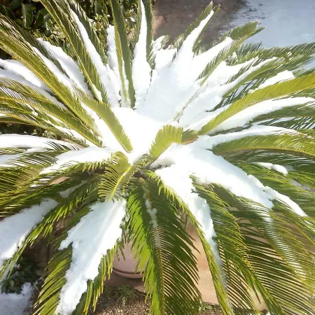 Cycas Vakantiehuis