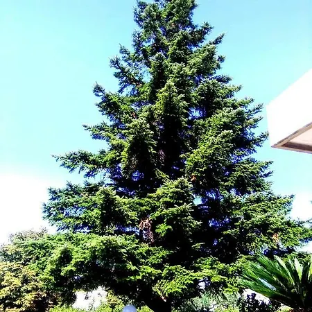 Cycas Vakantiehuis