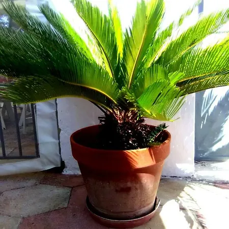 Vakantiehuis Cycas